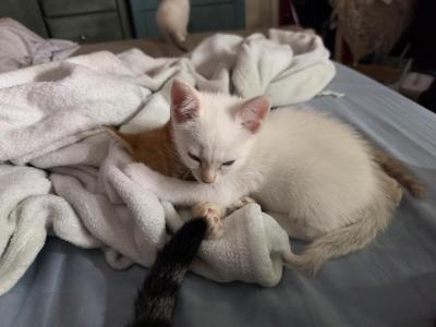 Roxy - Siamese - Gallery Photo #1