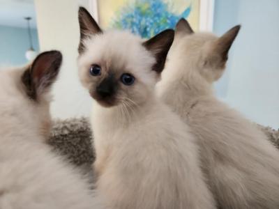 Sealpoint Male - Siamese - Gallery Photo #1