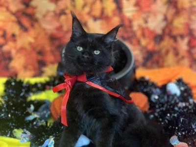 Qira - Maine Coon - Gallery Photo #1