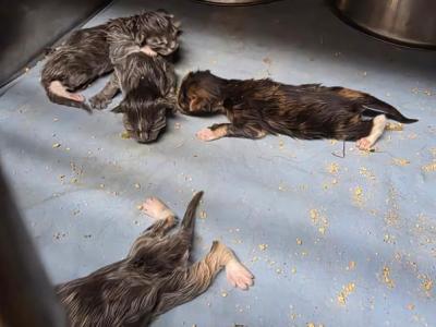Mynx Litter - Maine Coon - Gallery Photo #1