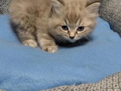 Ragdoll Kittens - Ragdoll - Gallery Photo #1