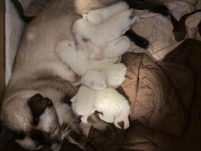 Luna Litter - Siamese - Gallery Photo #1