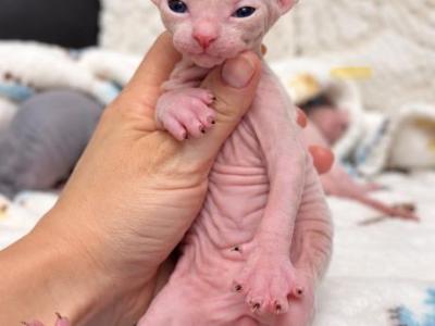 Billy Our Elf Male - Sphynx - Gallery Photo #1