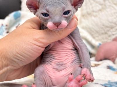 Poppy Our Elf Kitten - Sphynx - Gallery Photo #1