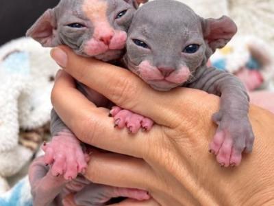 Sophies Kittens - Sphynx - Gallery Photo #1