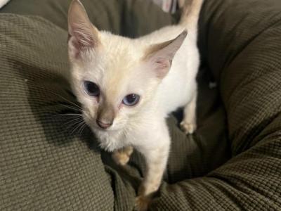 Lumi - Bengal - Gallery Photo #1