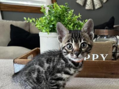 Orange Collar Charcoal - Bengal - Gallery Photo #1
