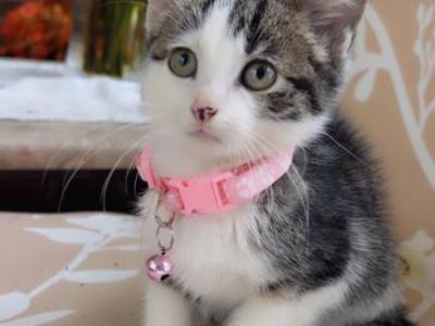 Litter Of Kittens - American Shorthair - Gallery Photo #1