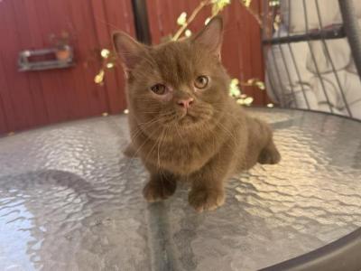 Orlando - British Shorthair - Gallery Photo #1