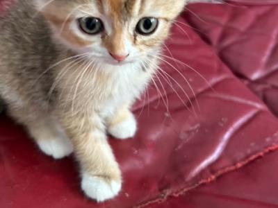 Princess - Scottish Fold - Gallery Photo #1
