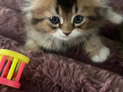 Scottish Fold - Scottish Fold - Gallery Photo #1