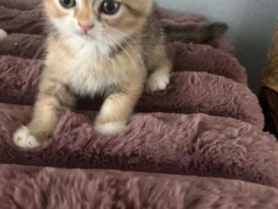 Sheeba - Scottish Fold - Gallery Photo #1
