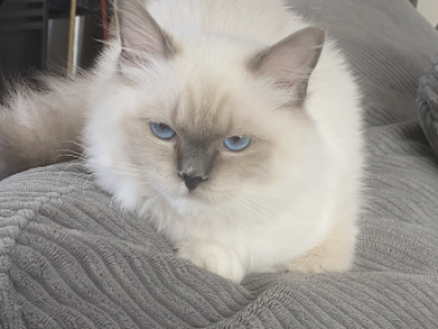 Star - Ragdoll - Gallery Photo #1
