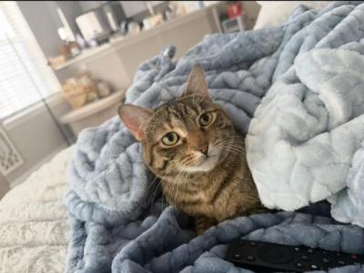 Cookie - Domestic - Gallery Photo #1