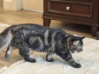Siberian Cat - Siberian - Gallery Photo #1