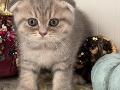 Danny - Scottish Fold - Gallery Photo #1