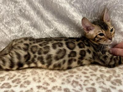 Nala - Bengal - Gallery Photo #1