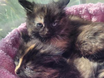 Devon - Ragamuffin - Gallery Photo #1