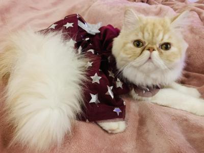Kimmy - Persian - Gallery Photo #1