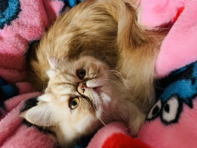Kimmy - Persian - Gallery Photo #1