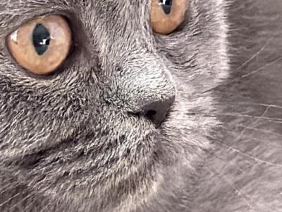 Nala - British Shorthair - Gallery Photo #1