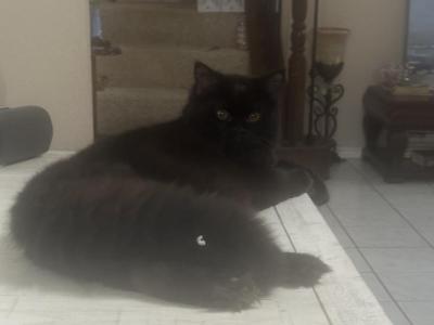 Jasper - Persian - Gallery Photo #1