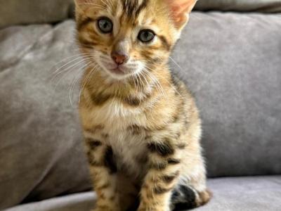 Gizmo - Bengal - Gallery Photo #1