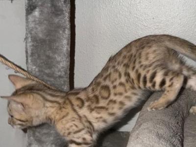 Lotus - Bengal - Gallery Photo #1