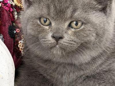 Archi - British Shorthair - Gallery Photo #1
