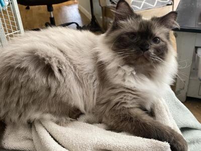 Lillyanne - Ragamuffin - Gallery Photo #1