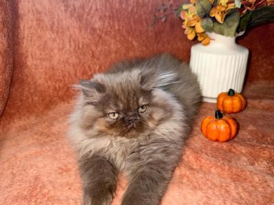 Bonnie - Persian - Gallery Photo #1