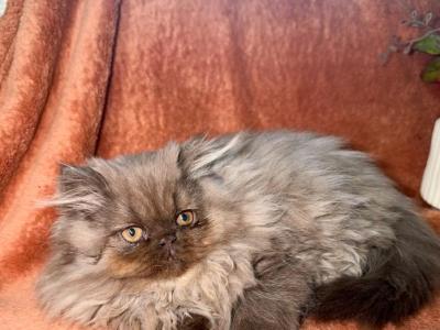 Bella - Persian - Gallery Photo #1
