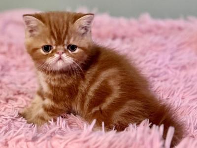 RESERVED Gingerly CFA Exotic Persian - Exotic - Gallery Photo #1