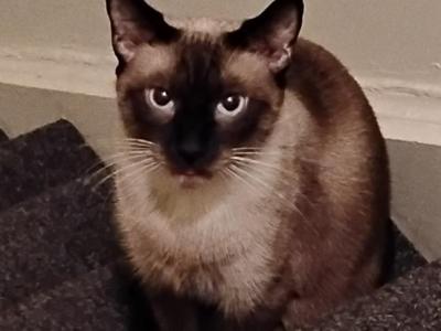 PJ - Siamese - Gallery Photo #1