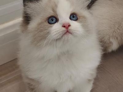 Light Wobbly Syndrome Bicolor Male - Ragdoll - Gallery Photo #1