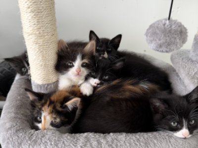 Kittens - Domestic - Gallery Photo #1