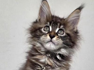 Yokohama - Maine Coon - Gallery Photo #1