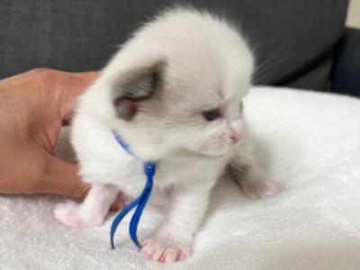 RESERVED Muffin Oden - Ragdoll - Gallery Photo #1