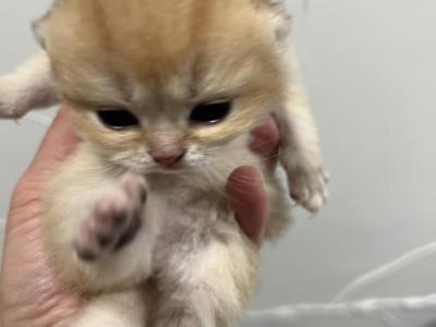 Coco - British Shorthair - Gallery Photo #1
