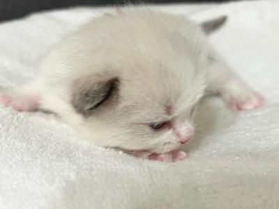 RESERVED Chen - Ragdoll - Gallery Photo #1