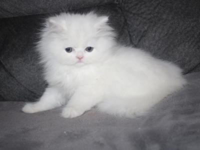 White Female Persian Truffles - Persian - Gallery Photo #1