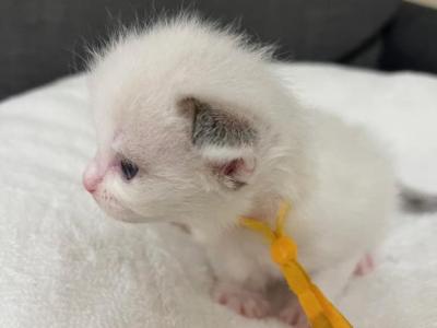 RESERVED Bicolor Female - Ragdoll - Gallery Photo #1