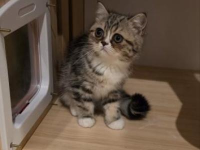 Maylee - Persian - Gallery Photo #1