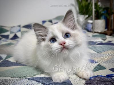 Merope - Ragdoll - Gallery Photo #1