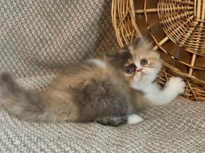 RESERVED Chocolate Calico Dolly - Persian - Gallery Photo #1