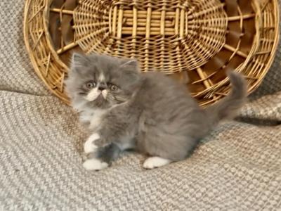 RESERVED Edith - Persian - Gallery Photo #1