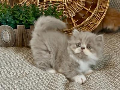 RESERVED LILAC BOY ELVIS - Persian - Gallery Photo #1