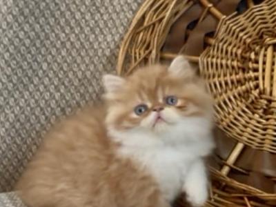 Eddie - Persian - Gallery Photo #1