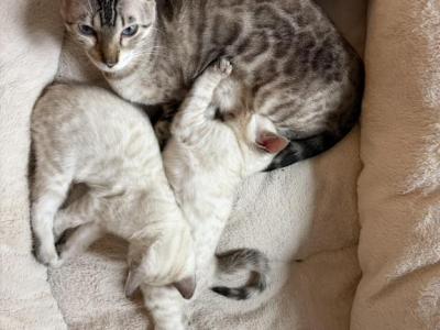 Snow Bengals - Bengal - Gallery Photo #1