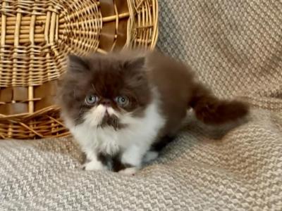 RESERVED Chocolate And White Donte - Persian - Gallery Photo #1